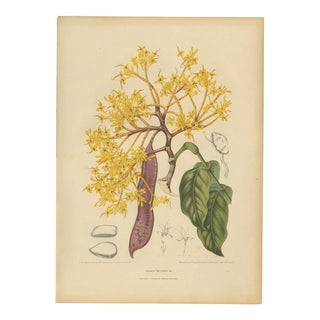 Berthe Hoola van Nooten, Yellow Saraca, 1880, Chromolithograph For Sale
