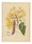 Berthe Hoola van Nooten, Yellow Saraca, 1880, Chromolithograph For Sale
