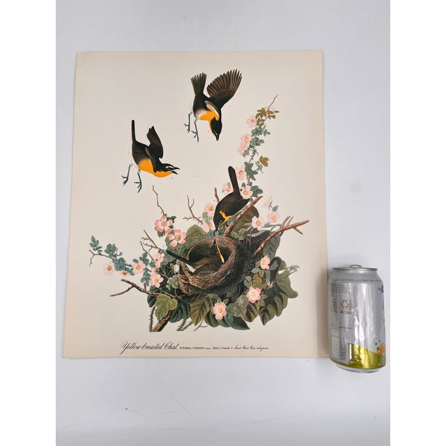 Audubon Bird Print – "Yellow Breasted Chat", 1964 Abrams Folio – Vintage Ornithology Art 1964 print from "The Audubon...