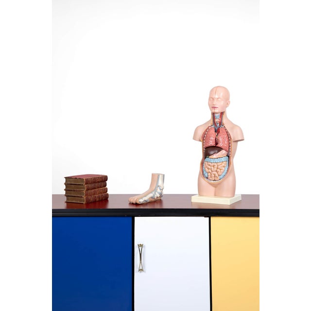 Vintage Anatomical Model, Germany, 1950s For Sale - Image 7 of 9