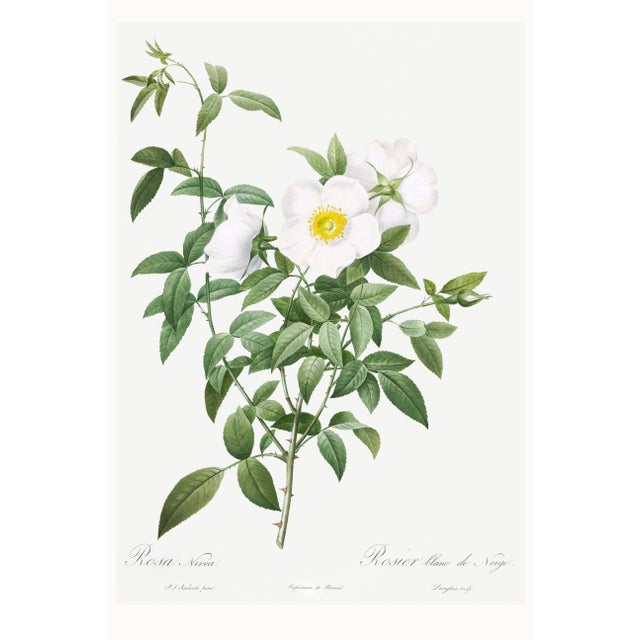 Cherokee Rose, Vintage Botanical Art Print Reproduction by Pierre-Joseph Redouté, 16" X 24" For Sale