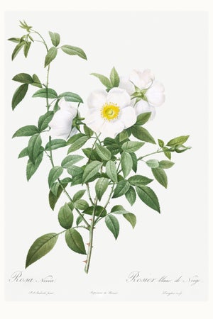 Cherokee Rose, Vintage Botanical Art Print Reproduction by Pierre-Joseph Redouté, 16" X 24"