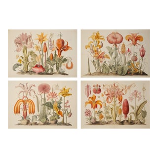 Set of 4 - 18" X 12.5" Botanical Prints 'Hortus Floridus' Style Flowers #4, Unframed For Sale