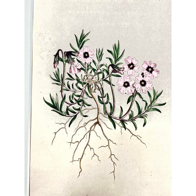 Antique Original Hand Colored Curtisi in Floral Botanical Etching c.1797 For Sale - Image 4 of 5