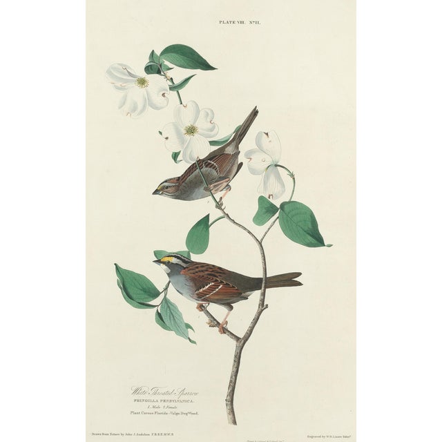 Ruby Red Vintage John James Audubon Reproduction Double Sided Prints - Collection of 4 For Sale - Image 8 of 9