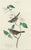 Ruby Red Vintage John James Audubon Reproduction Double Sided Prints - Collection of 4 For Sale - Image 8 of 9
