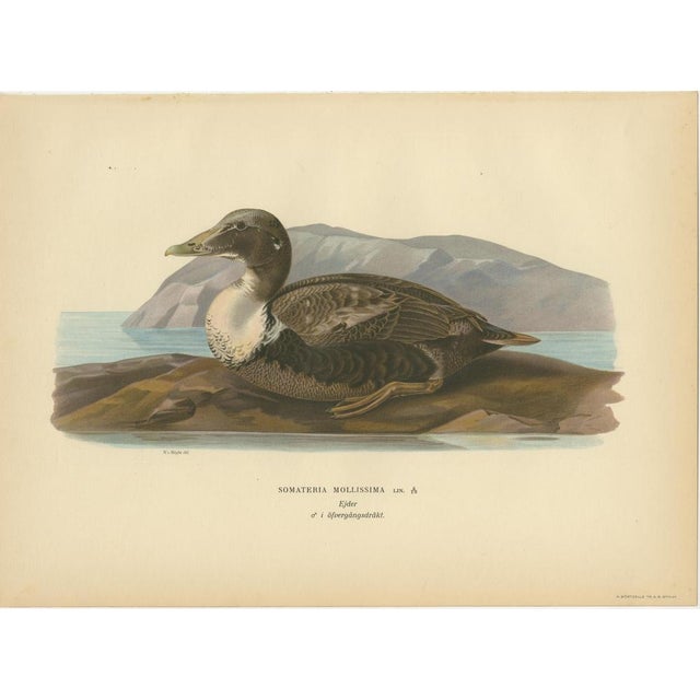 Antique Eider Duck Lithographs Set of 4, Somateria mollissima, Sweden 1929 : This elegant set of four Scandinavian...