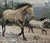 Rustic European Vintage Signed Tapestry Footstool With Running Horses For Sale - Image 3 of 10
