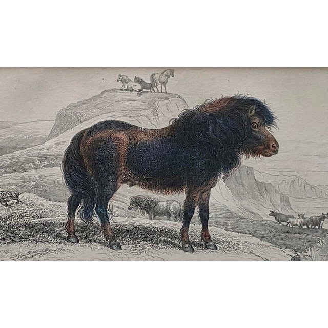 Here is an amazing original, hand colored, steel engraving of the delightfully shaggy Shetland pony or Shetland 'Poney',...