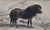 Here is an amazing original, hand colored, steel engraving of the delightfully shaggy Shetland pony or Shetland 'Poney',...