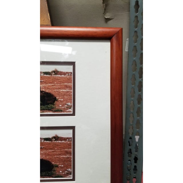 Brown Hawaiian Nature Photographic Silver Print Set Titled "Mea'ai" by Michael Lemes For Sale - Image 8 of 8