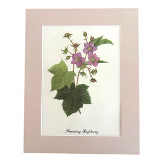 Vintage Mary Vaux Walcott Print in Ready to Frame 11x14 Mat: Flowering Raspberry For Sale