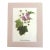 Vintage Mary Vaux Walcott Print in Ready to Frame 11x14 Mat: Flowering Raspberry For Sale