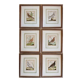 Set of Six Finely Framed Original Engravings of Grouse by François-Nicolas Martinet, 18th Century For Sale