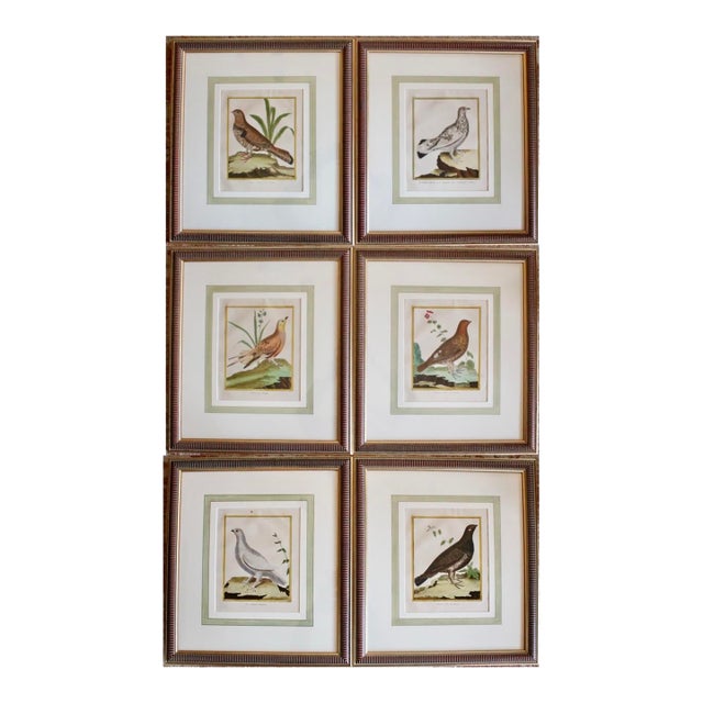 Set of Six Finely Framed Original Engravings of Grouse by François-Nicolas Martinet, 18th Century For Sale