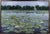 The artwork depicts a serene lily pond, where delicate white blossoms float gracefully atop broad green leaves, reflecting...