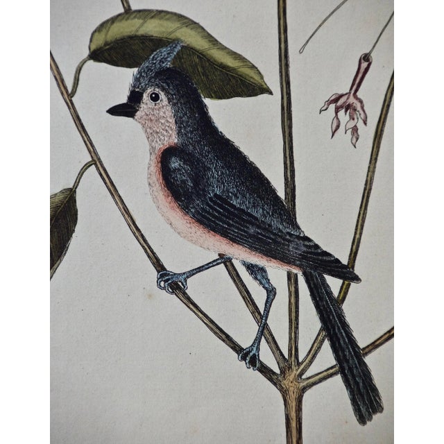 Realism "The Crested Titmous": 18th Century Catesby Hand-Colored Bird & Plant Engraving, 1731 For Sale - Image 3 of 5