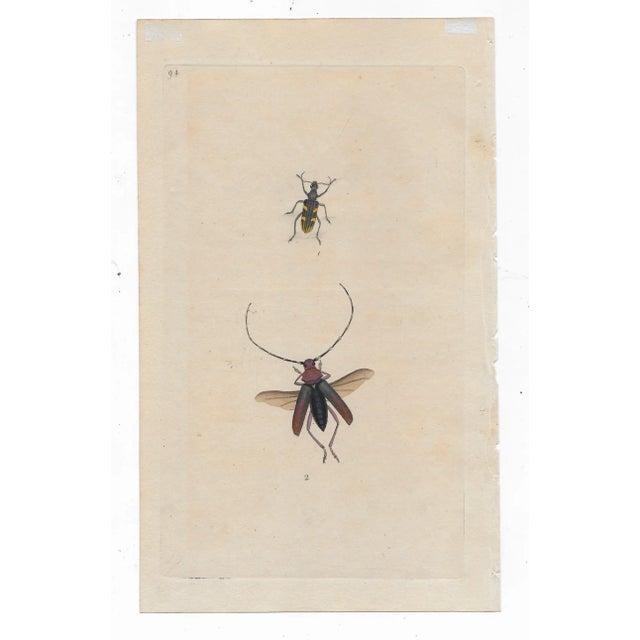 Traditional Antique Insect Hand Colored Engraving For Sale - Image 3 of 3