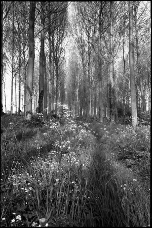 Paul Cooklin, Wickham Skeith, Silver Gelatin Photograph