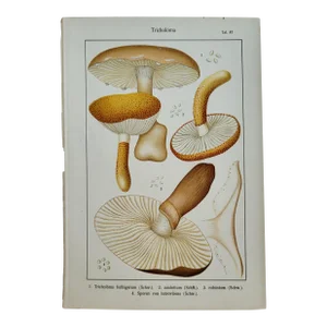 1911 German Mushroom Fungi Color Lithograph