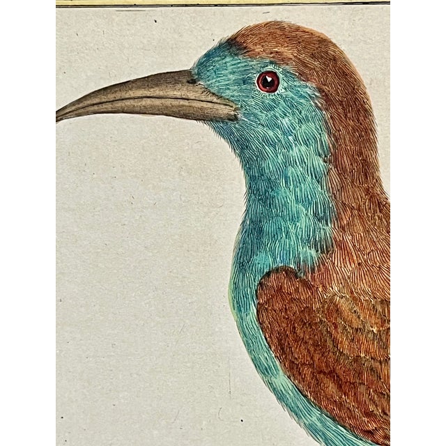 French Antique Francois Martinet Bird Hand Colored Print "Bee Eater" Framed No Glass For Sale - Image 3 of 8