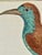 French Antique Francois Martinet Bird Hand Colored Print "Bee Eater" Framed No Glass For Sale - Image 3 of 8