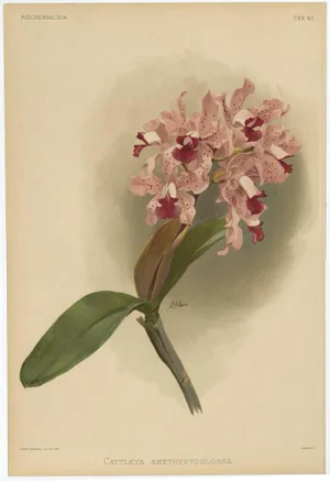 Orchid, 1888, Paper