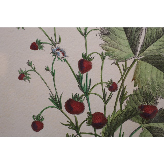 Late 18th Century Elisabeth Haussard, Plant Illustrations, 1780, Engravings, Framed, Set of 2 For Sale - Image 5 of 16