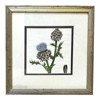 20th Century Botanical Thistle Drawing Signed by Artist For Sale