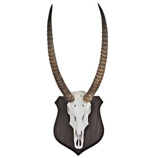 Large European Style Waterbuck Antler Trophy For Sale