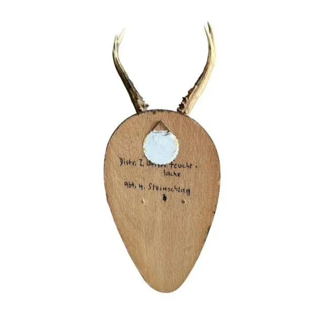 1950s 1950s Roe Deer Trophy on Wood Plaque, Black Forest For Sale - Image 5 of 5