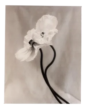 Ugne Pouwell, Coupled Poppies, 2023, Photography
