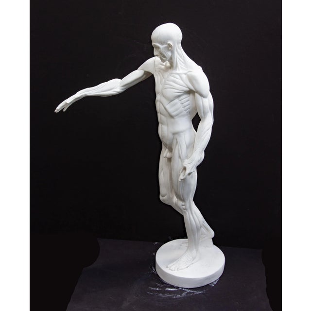 Anatomical Sculpture of Nude Male "L'Ecorche" After Jean Antoine Houdon For Sale In Rochester - Image 6 of 13