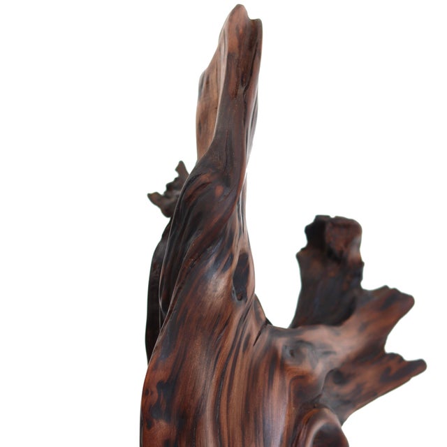 Abstract Deep Roots - Elegant Organic Abstract Redwood Sculpture With Maple Base Original Artwork by Joe Garnero For Sale - Image 3 of 10