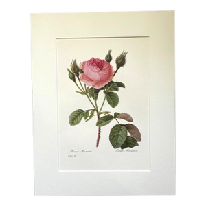 Vintage Pierre-Josephe Redouté Print in 14x18 Mat - Rosa Muscosa, Moss Rose