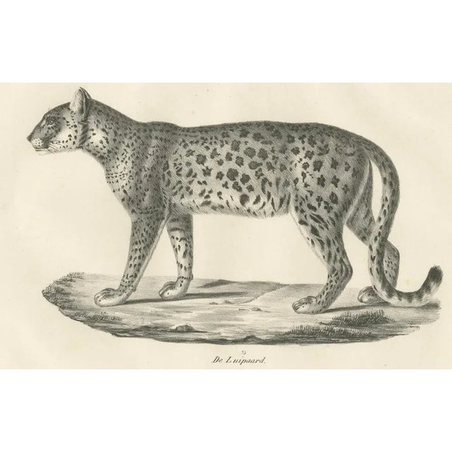 Leopard in Standing Pose, 1836, Lithograph For Sale - Image 3 of 10