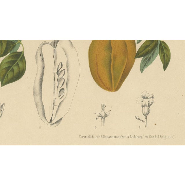 Gold Sheep van Nooten, Star Fruit Botanical, 1880, Chromolithograph For Sale - Image 8 of 10