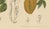 Gold Sheep van Nooten, Star Fruit Botanical, 1880, Chromolithograph For Sale - Image 8 of 10