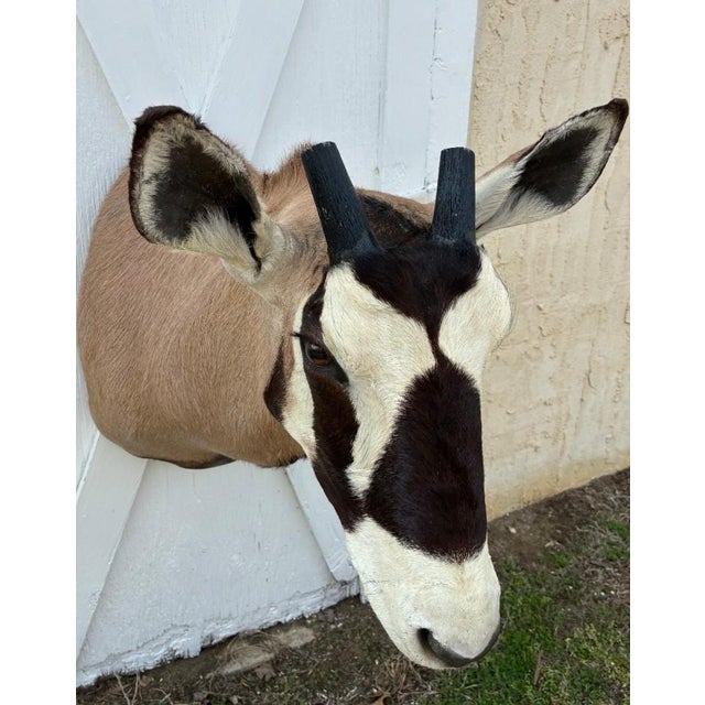 Huge African Gemsbok Oryx Antelope Shoulder Mount Taxidermy South Africa For Sale - Image 15 of 17
