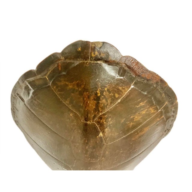 Early 20th Century Monumental Natural Antique Turtle Carapace Shell Lamp For Sale - Image 5 of 15
