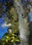 Autumn Sycamore by Brad Davis | Oil on Panel Close-up of a sycamore tree trunk and foliage For Sale