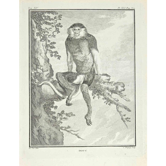 Jean Charles Baquoy, Douc, Etching, 1771 For Sale