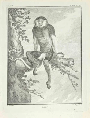 Jean Charles Baquoy, Douc, Etching, 1771