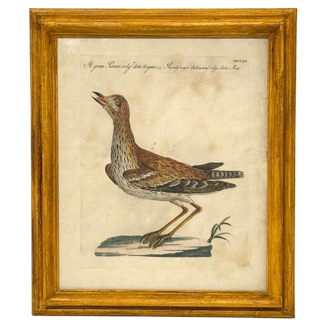 Italian Set of 4 Framed Antique Hand-Colored Avian Engravings by Saverio Manetti. For Sale - Image 3 of 6