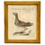 Italian Set of 4 Framed Antique Hand-Colored Avian Engravings by Saverio Manetti. For Sale - Image 3 of 6