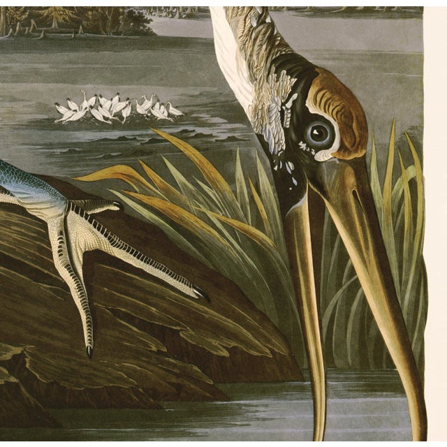 Giclee reproduction Brown Pelican from John J. Audubon's The Birds of North America Double Elephant Folio. This giclee...