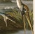 Giclee reproduction Brown Pelican from John J. Audubon's The Birds of North America Double Elephant Folio. This giclee...
