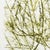 Homage to Van Gogh Poster after Giuseppe Penone, 1990 For Sale - Image 3 of 6