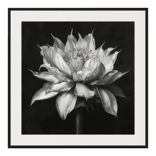 20" X 20" - 'Queen of the Night Flower' - Black and White Photography Print For Sale