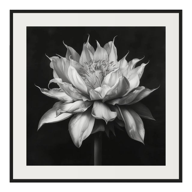 20" X 20" - 'Queen of the Night Flower' - Black and White Photography Print For Sale